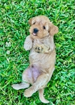 Miniature Goldendoodle puppies