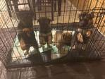 3 GERMAN SHEPPERD PUPPIES