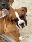 Boxer puppies looking for a good home.