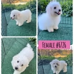 Kennel Retirement