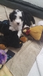 Sheepadoodle Puppies