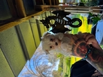 Maltese puppy’s CKC  8 weeks old females
