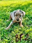 NALC Registered Catahoula Pups