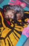 Yorkie Puppies