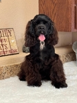 American Cocker Spaniel