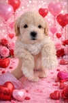 Maltipoo Puppies