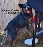 AKC REGISTERED BLUE HEELER PUPPIES