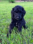 Minianture Labradoodle  READY NOW