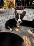 Corgi Puppies