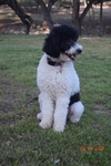 Minianture Labradoodle  READY NOW