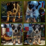 AKC REGISTERED BLUE HEELER PUPPIES