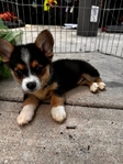 Corgi Puppies