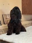 American Cocker Spaniel