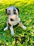 NALC Registered Catahoula Pups