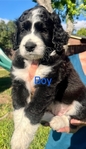 Aussie Doodle Puppies