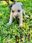 NALC Registered Catahoula Pups