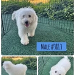 Kennel Retirement