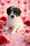 Maltipoo Puppies