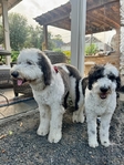 Sheepadoodle Puppies