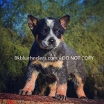 AKC REGISTERED BLUE HEELER PUPPIES