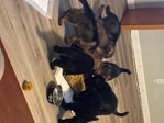 German Shepherd Puppies-AKC Registered