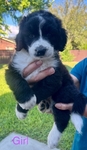 Aussie Doodle Puppies