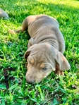 NALC Registered Catahoula Pups