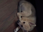 German Shepherd/German Shepherd Mix Pups
