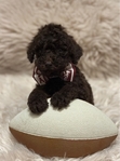 Goldendoodles