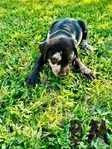 NALC Registered Catahoula Pups