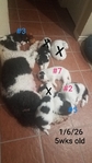 Sheepadoodle Puppies