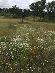 HILLCOUNTRY-FOR SALE BY OWNER