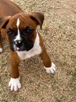 Boxer puppies looking for a good home.
