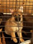 3 GERMAN SHEPPERD PUPPIES