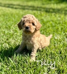 Miniature Goldendoodle puppies
