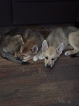 German Shepherd/German Shepherd Mix Pups