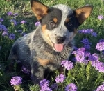 AKC REGISTERED BLUE HEELER PUPPIES