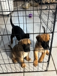 German Shepherd puppies