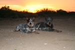 AKC REGISTERED BLUE HEELER PUPPIES