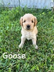 Miniature Goldendoodle puppies