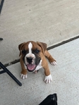 Boxer puppies looking for a good home.