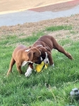 Boxer puppies looking for a good home.