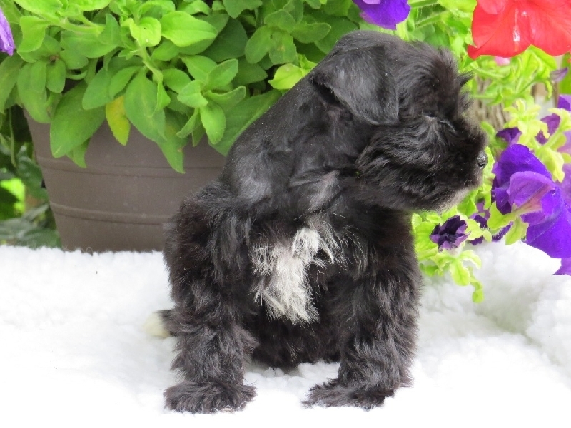 Marketplace AKC TEACUPS /TINY TOYS SCHNAUZERS