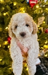 Cavapoo puppies