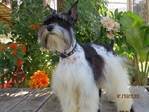 Akc Schnauzer salt/pepper pups 1M/1F