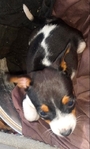 AKC Tiny Toy Rat Terrier Pups
