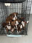 Boxer puppies looking for a good home.