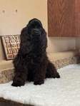 American Cocker Spaniel