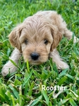 Miniature Goldendoodle puppies