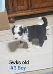 Sheepadoodle Puppies